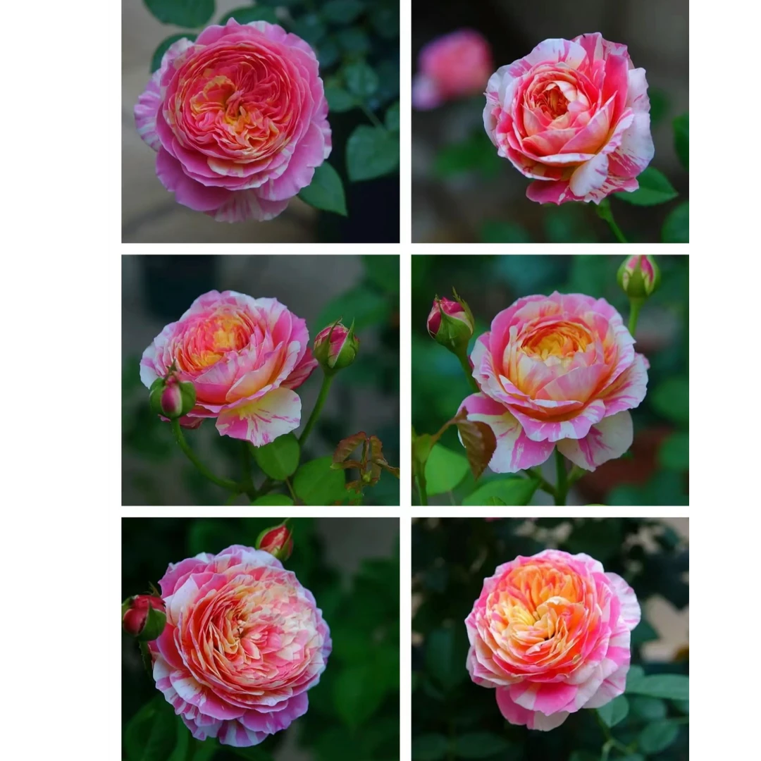 【莫奈】浓香大花条纹渐变月季玫瑰