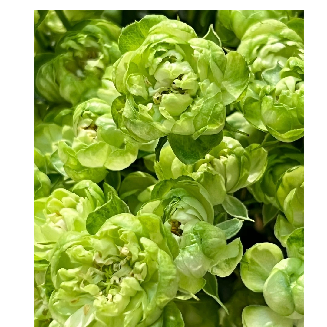 【绿闪电】多头绿色月季好养