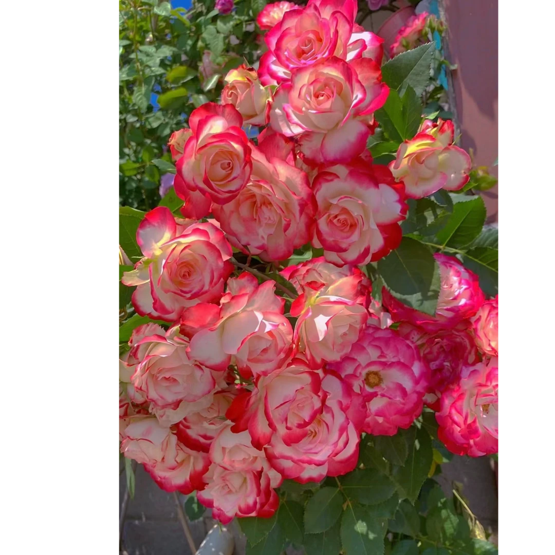 【醉红妆】多头渐变月季玫瑰好养多季开花