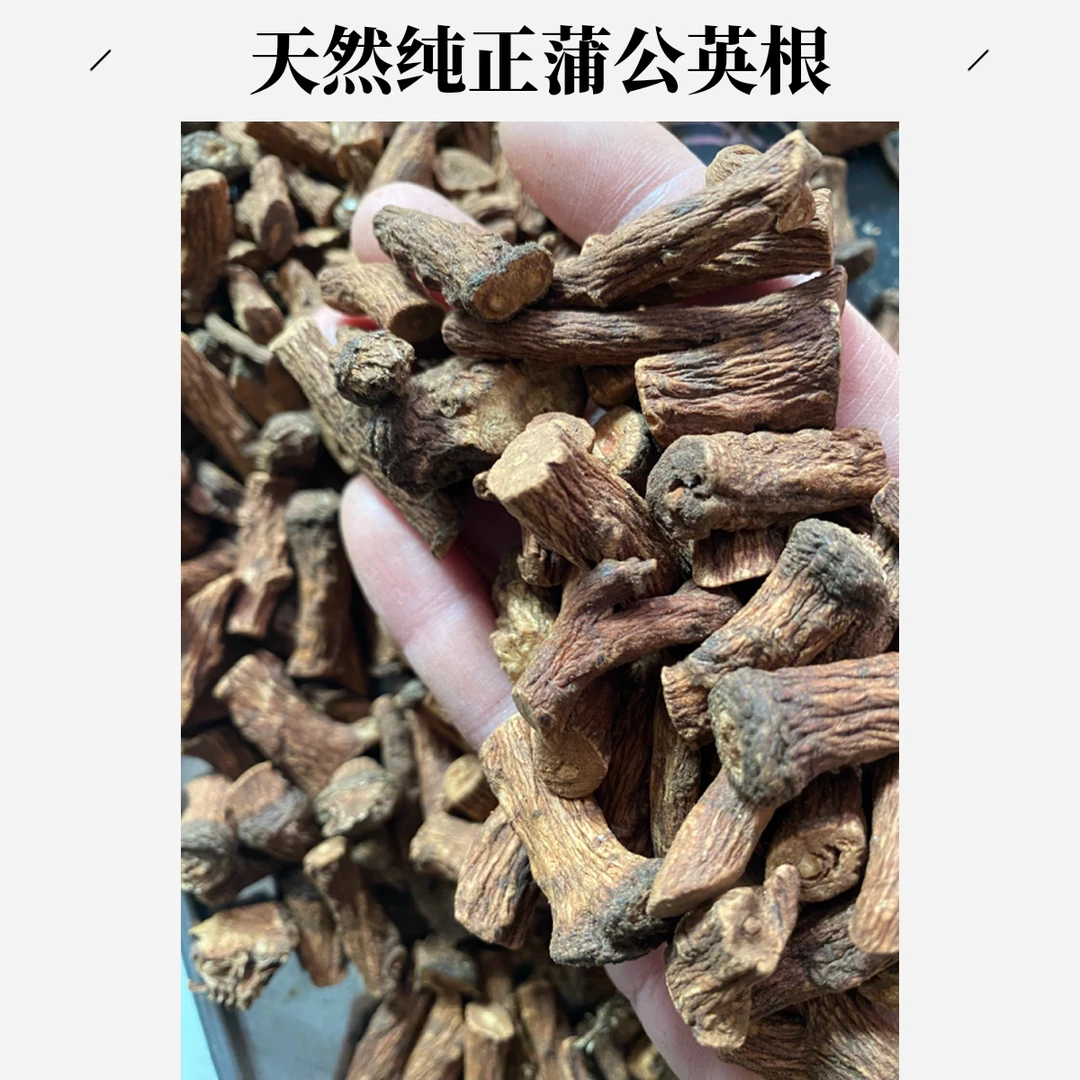 长白山蒲公英丁婆婆丁新炒的新货
