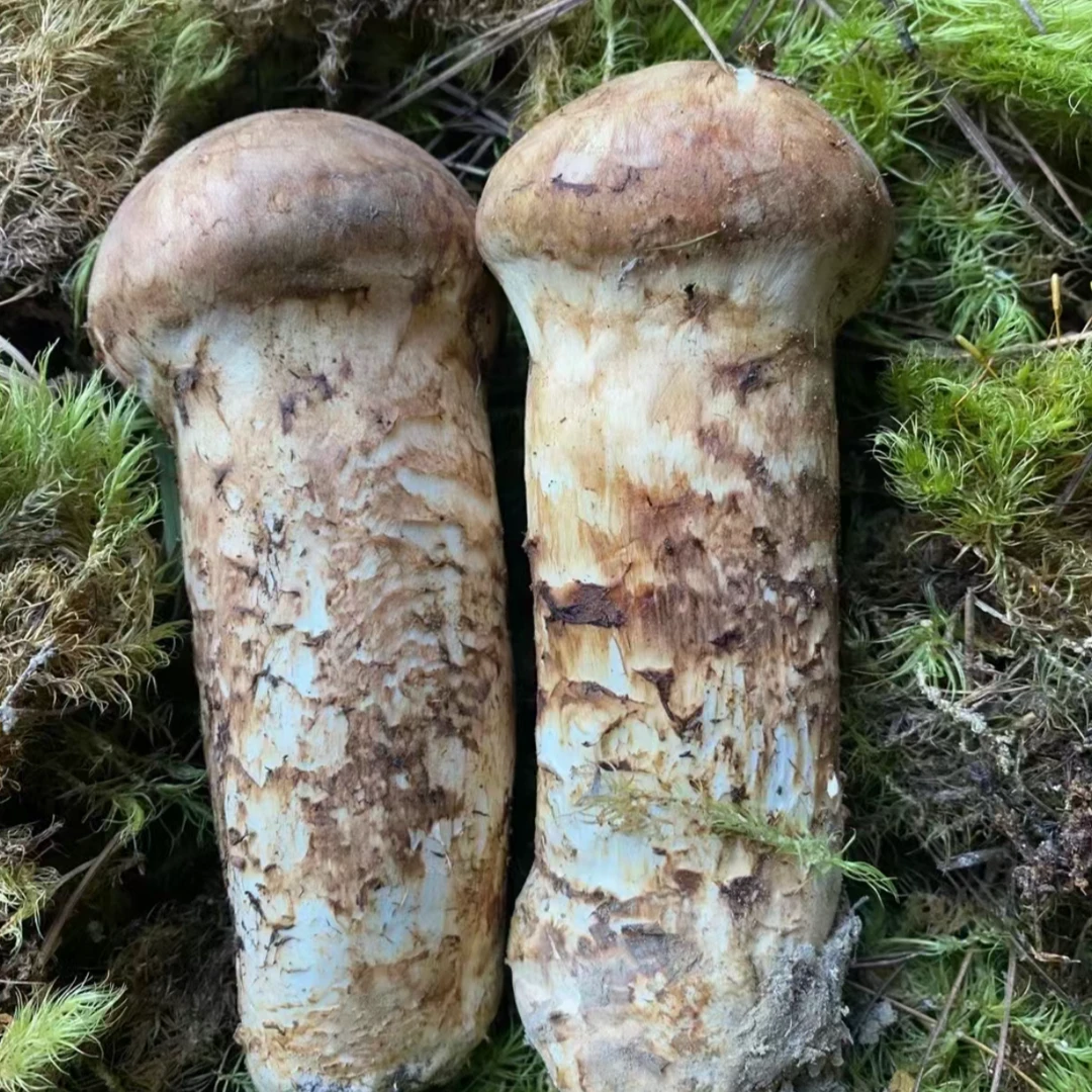 云南野生新鲜松茸