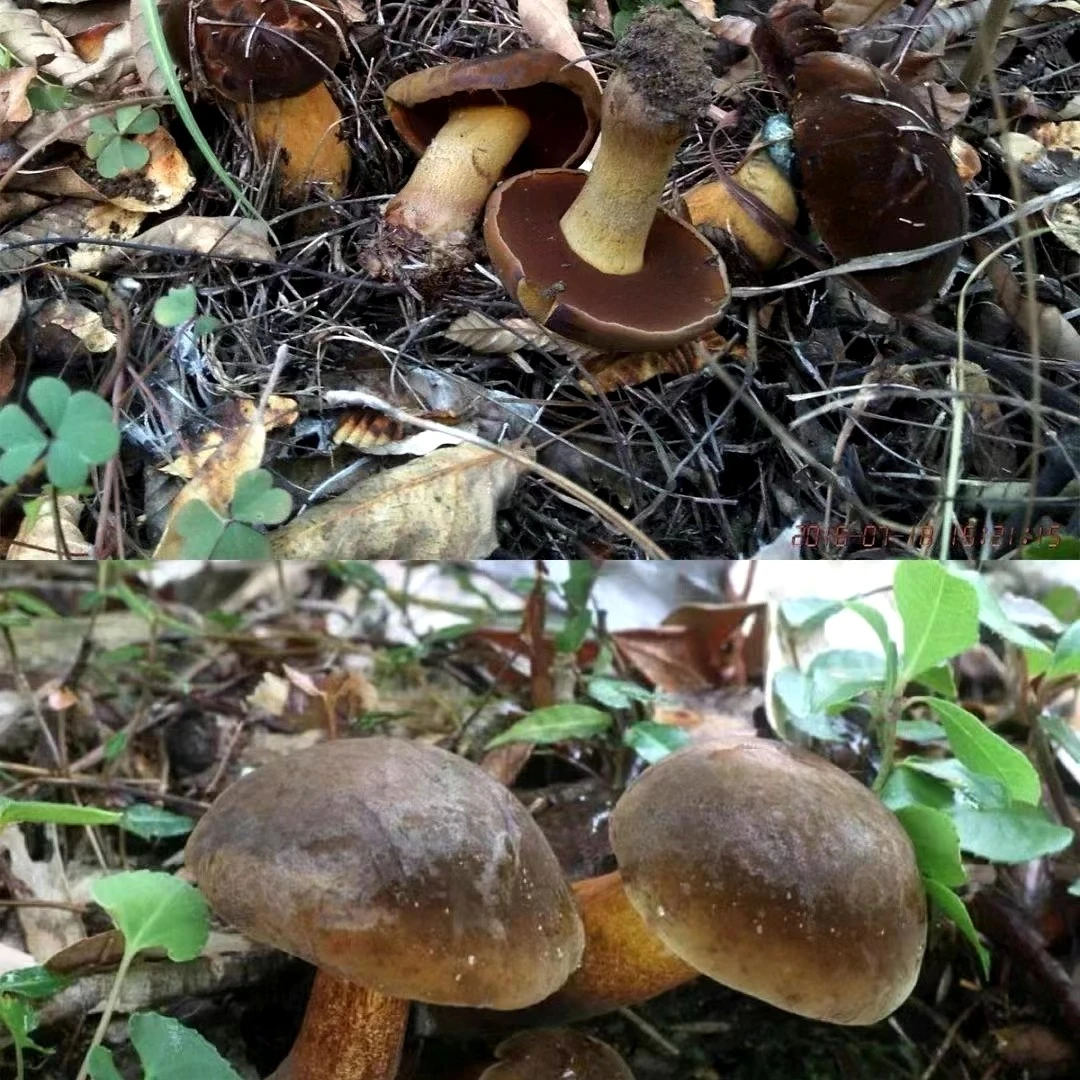 云南新鲜野生黑牛肝