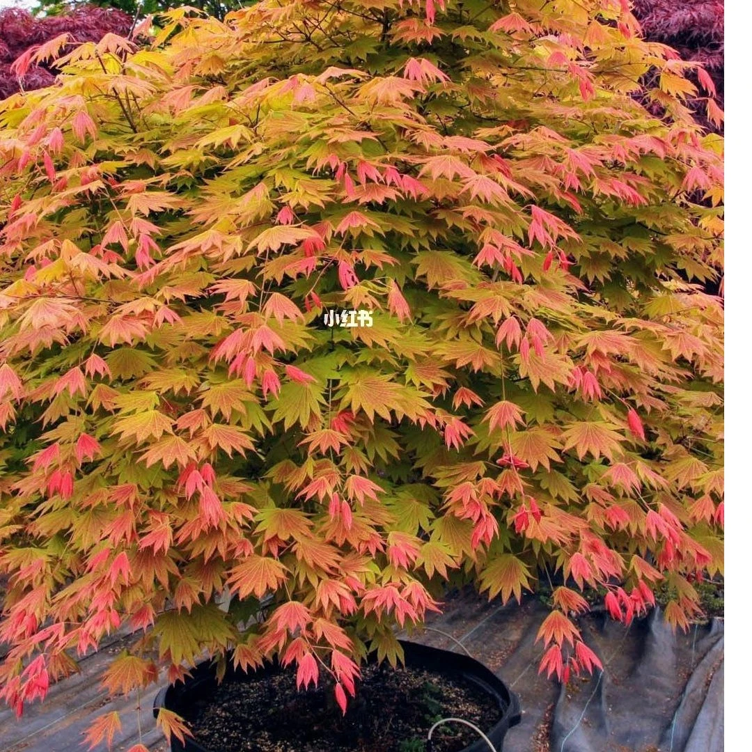 月升枫树盆景一物一拍庭院种植