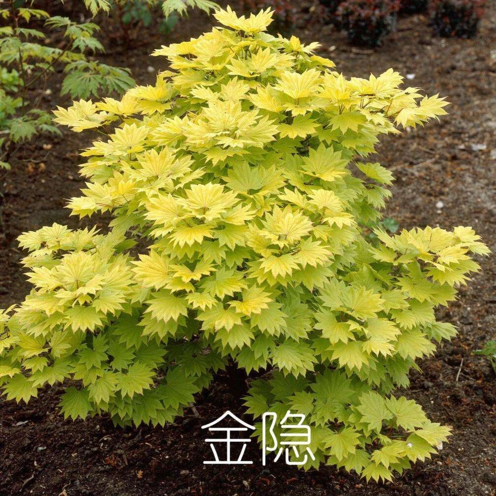 金隐枫树盆景团扇形一物一拍阳台庭院种植