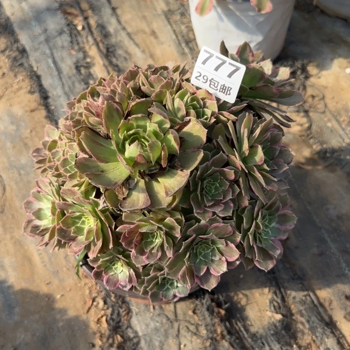 水蜜桃……多肉植物的