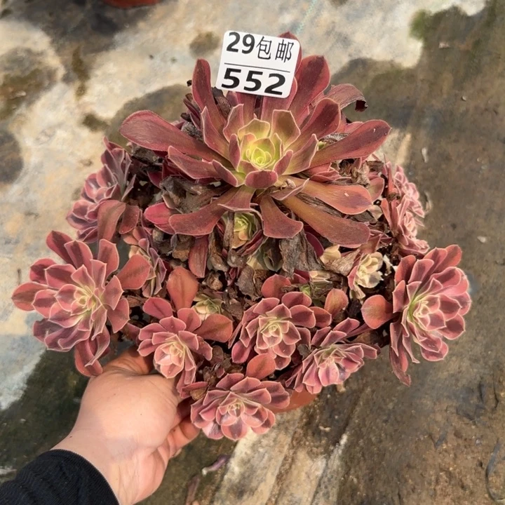 美杜……多肉植物……