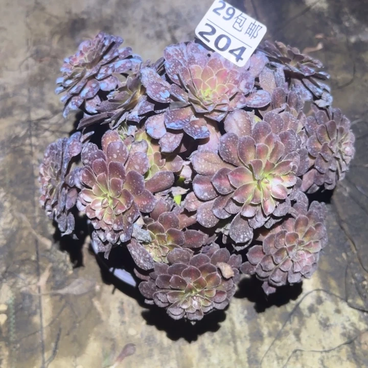 黑铜壶中班……多肉植物的