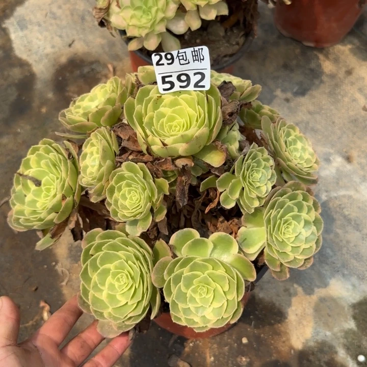 奶白……多肉植物……