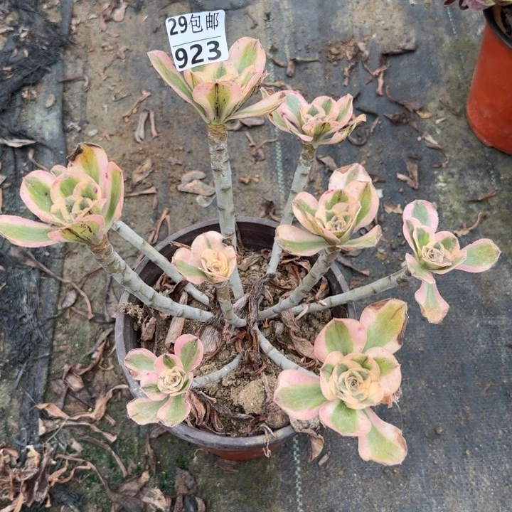 艳姿……多肉植物……