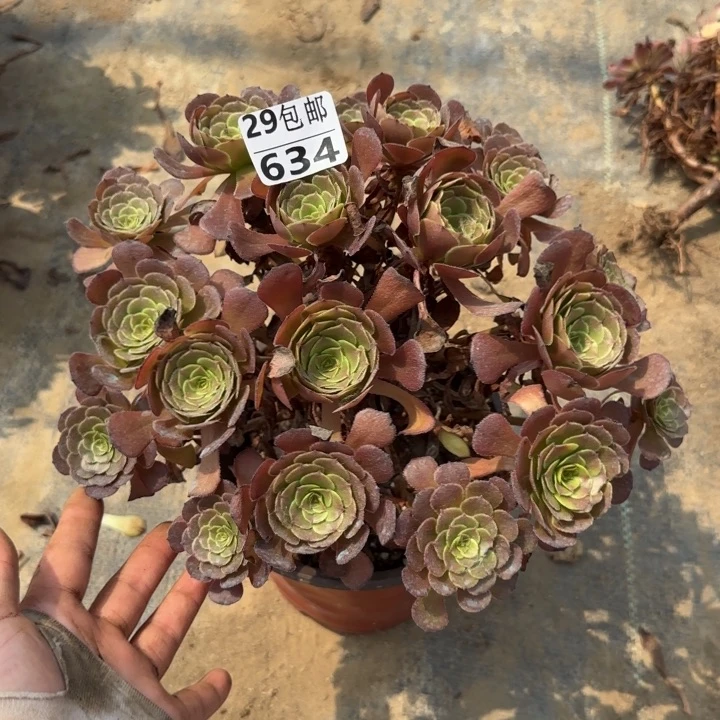 黑萝莉……多肉植物……
