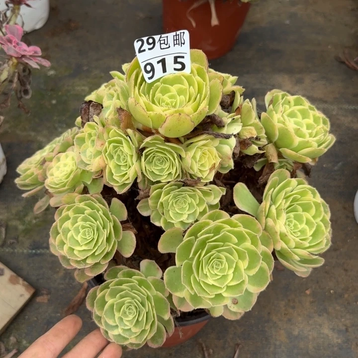 奶白……多肉植物……