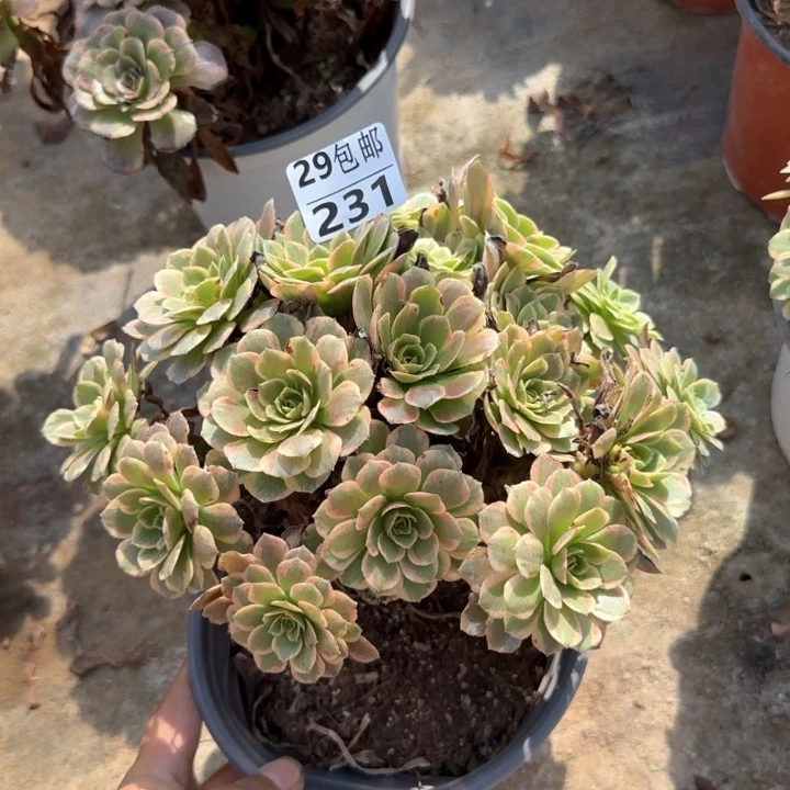 朝霞……多肉植物……