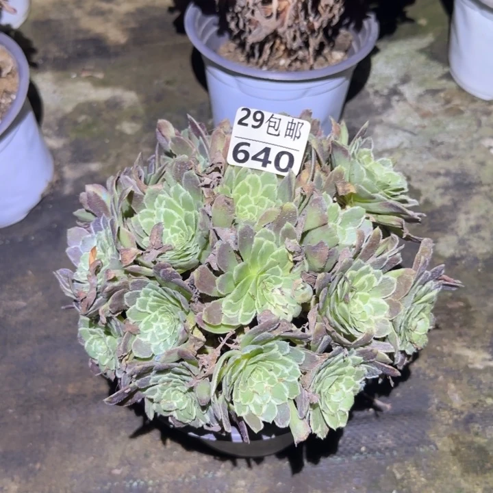 金丝楠木……多肉植物的