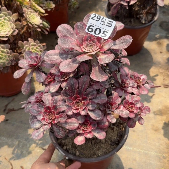 香奈儿……多肉植物……