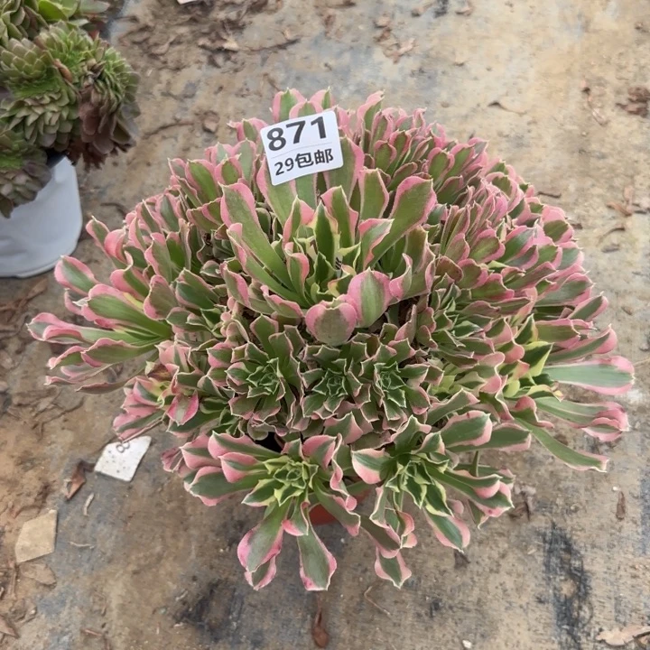 白凤……多肉植物……