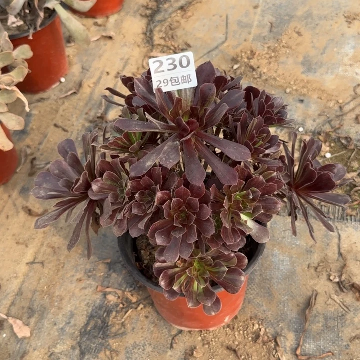 欧诺拉……多肉植物……