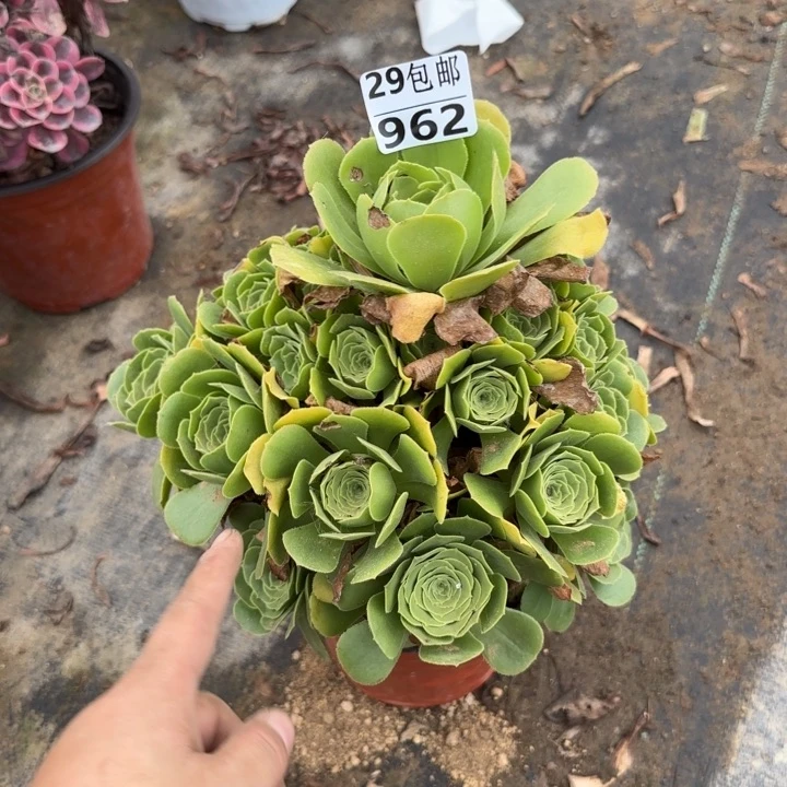 绿羊绒……多肉植物……
