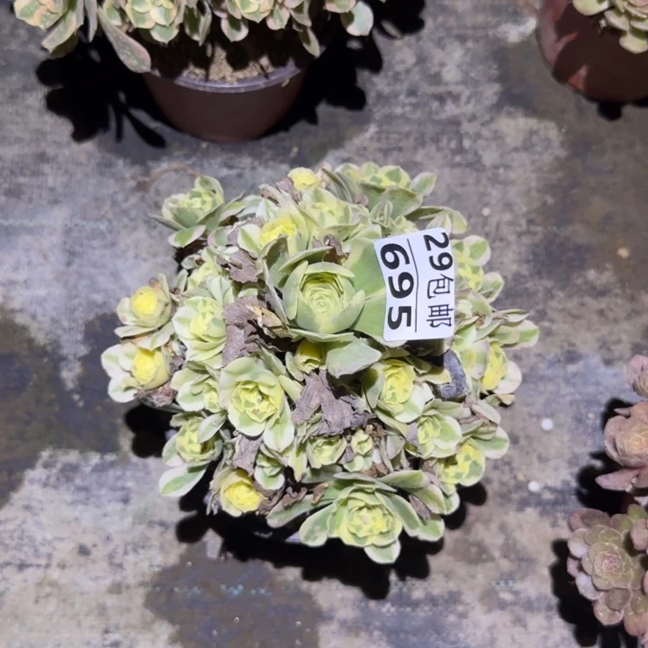 迈巴赫……多肉植物的