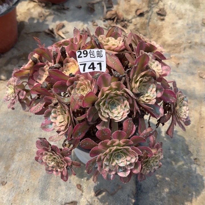 红铜白……多肉植物……