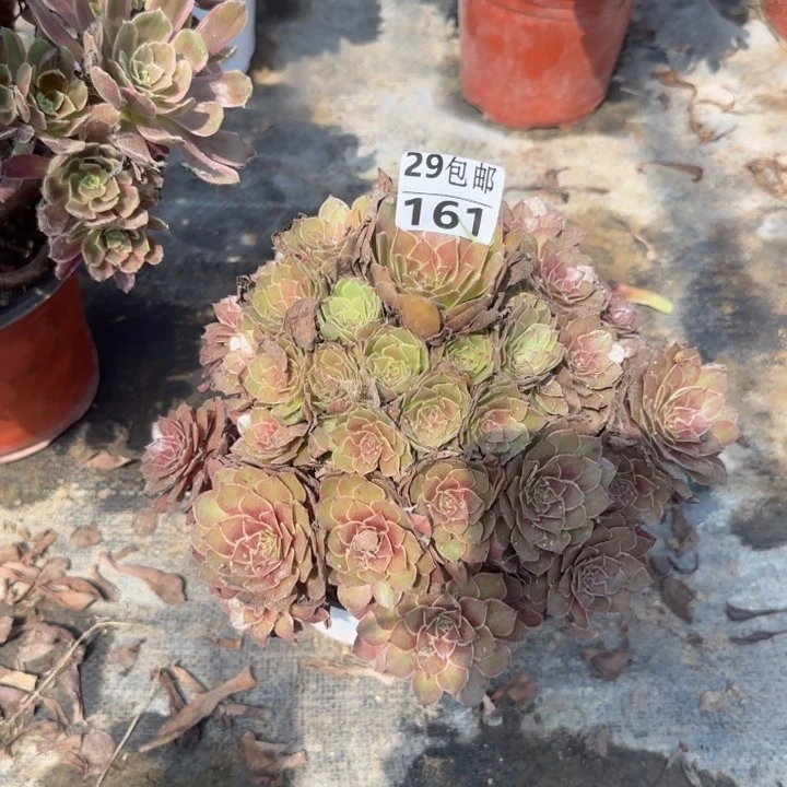 桃花石……多肉植物……