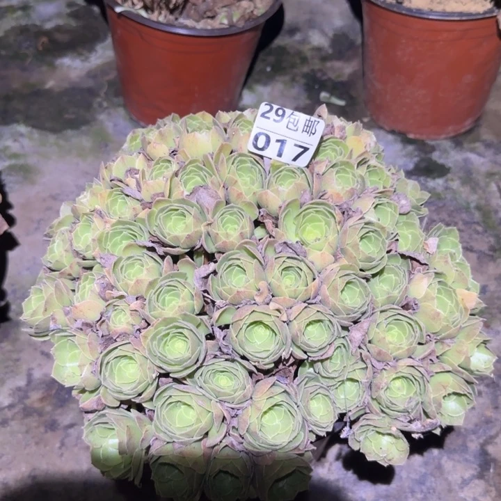 万圣节……多肉植物的
