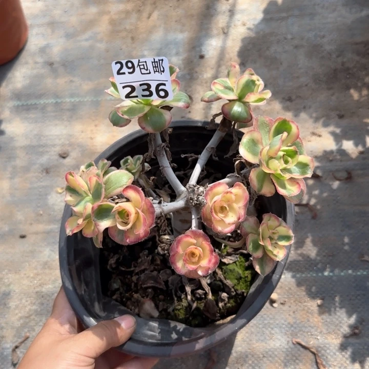 艳姿锦……多肉植物……