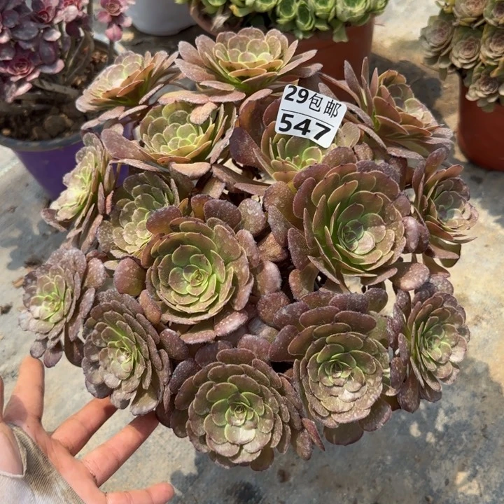 黑萝莉……多肉植物……
