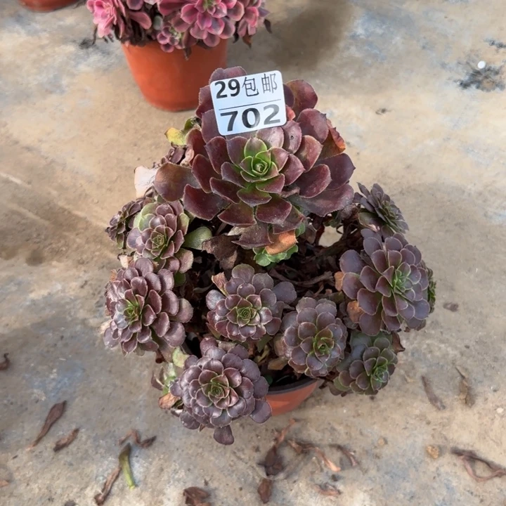 黑萝莉……多肉植物……