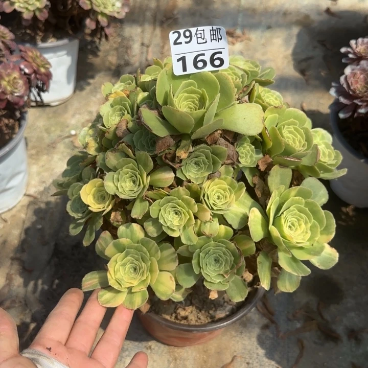 金丝➕绿羊绒……多肉植物……