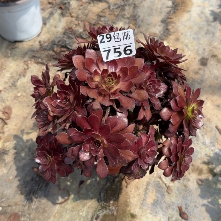 墨铜……多肉植物。……