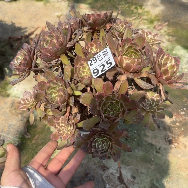 紫霞……多肉植物……