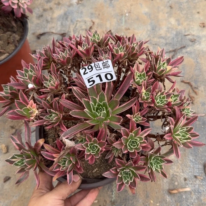 凤凰锦……多肉植物……