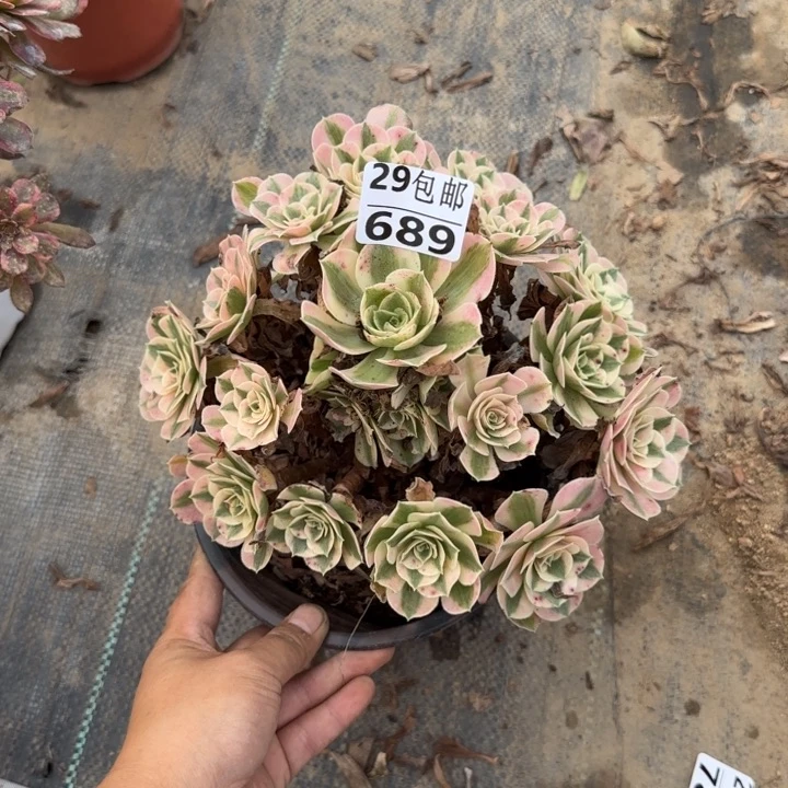 女巫……多肉植物……