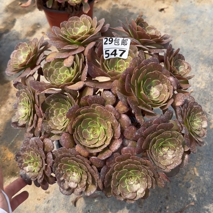 黑萝莉……多肉植物……