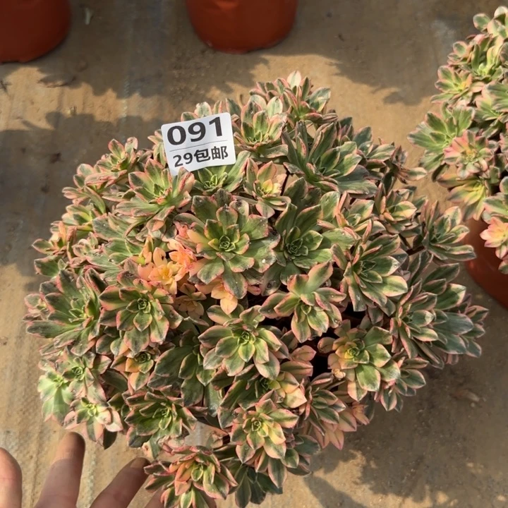 甜茶……多肉植物……