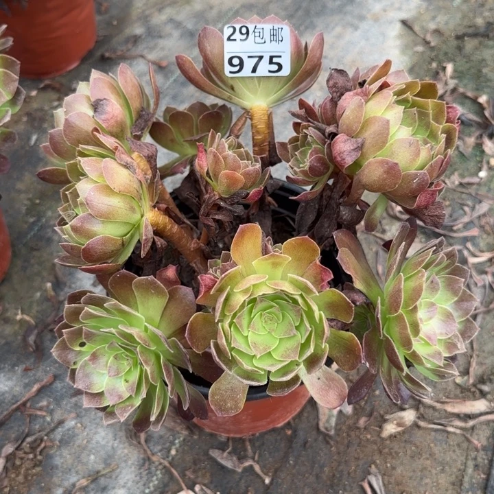 赤焰莲……多肉植物……
