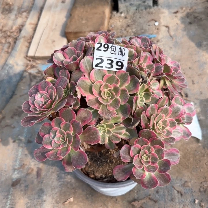 荷兰玫瑰锦……多肉植物……