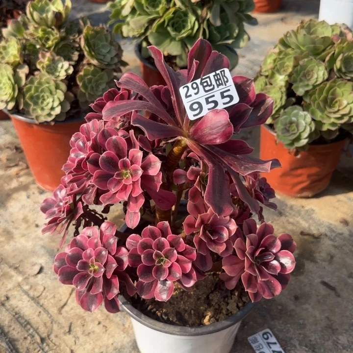 美杜莎……多肉植物的