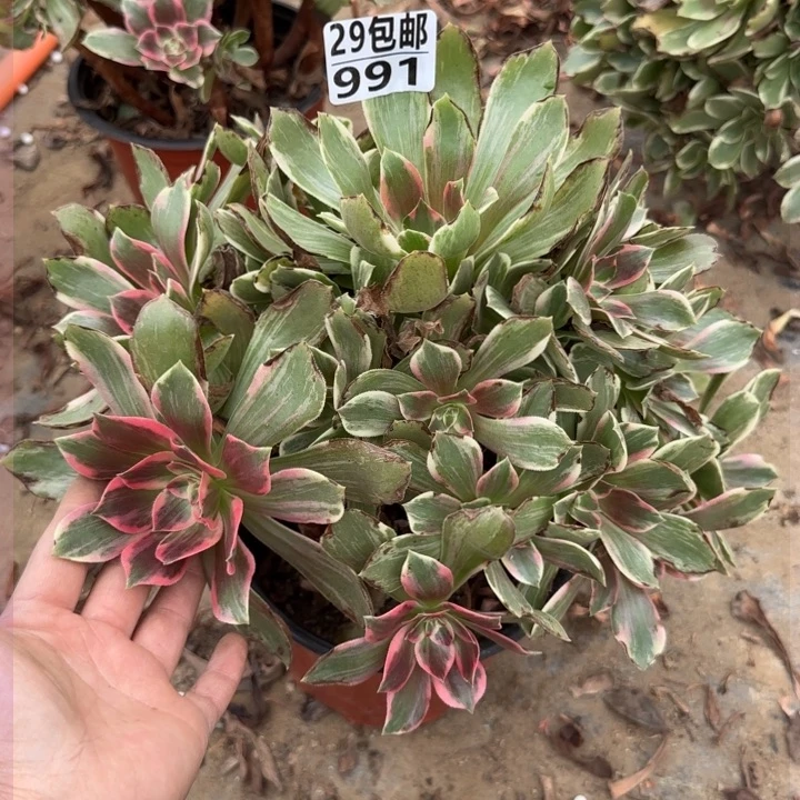 浣纱……多肉植物……