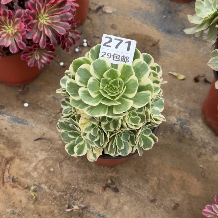 迈巴赫……多肉植物……