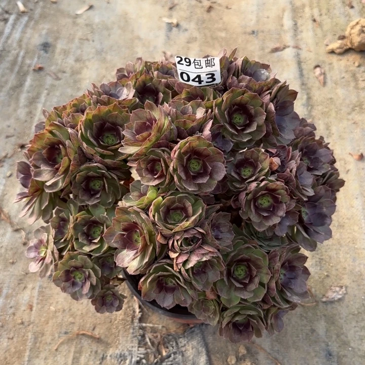 赤焰莲……多肉植物……