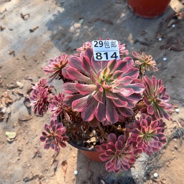 黑铜白……多肉植物……