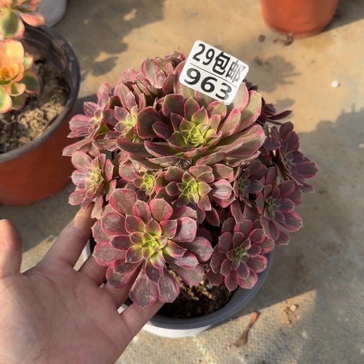 安娜……多肉植物……