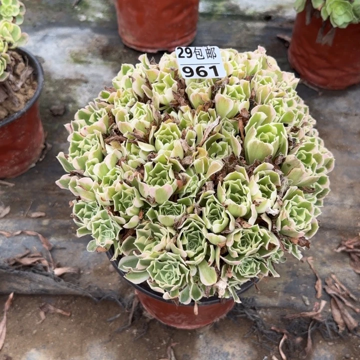 雨花石……多肉植物……