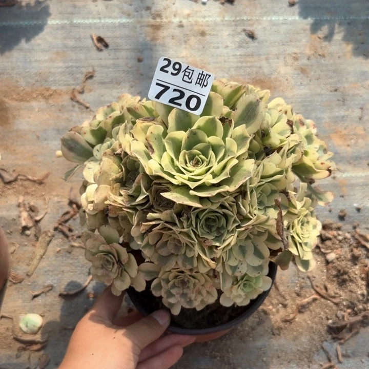 绿豆沙……多肉植物……