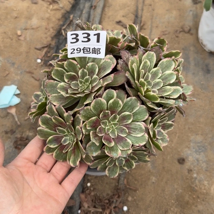 水墨……多肉植物……