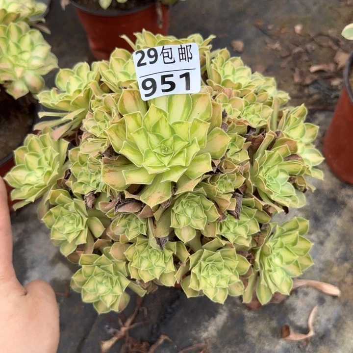 韶华……多肉植物……