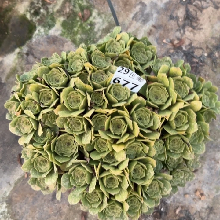 绿羊绒……多肉植物的