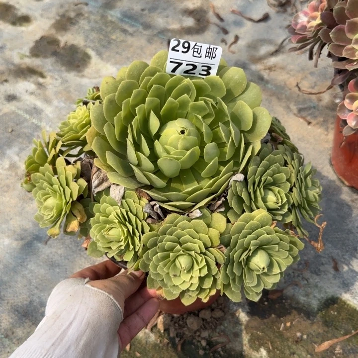 原始翡翠……多肉植物……