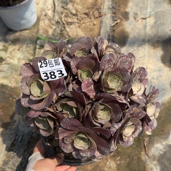 魅金……多肉植物……